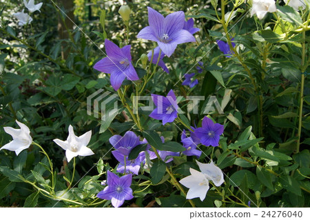 Beautiful fennel (purple) 24276040