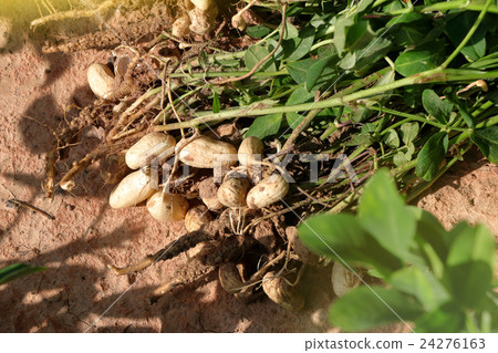 peanuts plants with roots. 24276163