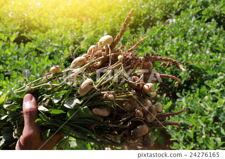 peanuts plants with roots. peanuts plants with roots. 24276165