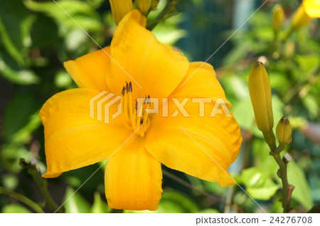 Hemelocalis 24276708