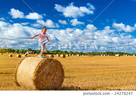 Stacks of straw - bales of hay, rolled into stacks 24278247