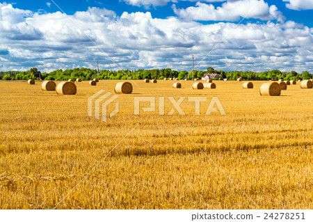 Stacks of straw - bales of hay, rolled into stacks Stacks of straw - bales of hay, rolled into stacks 24278251