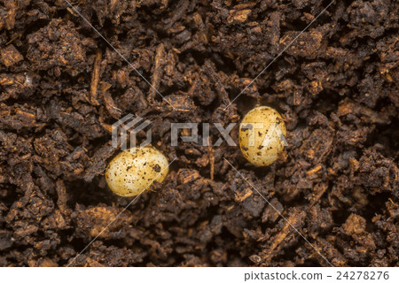 Beetle eggs Beetle eggs 24278276