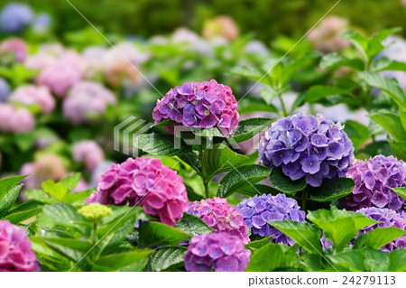 Hydrangea flower 24279113