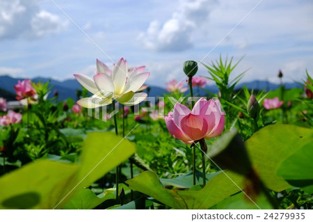 蓮花 蓮花 24279935