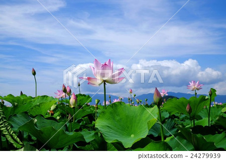 Lotus flower 24279939