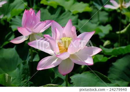 Lotus flower 24279940