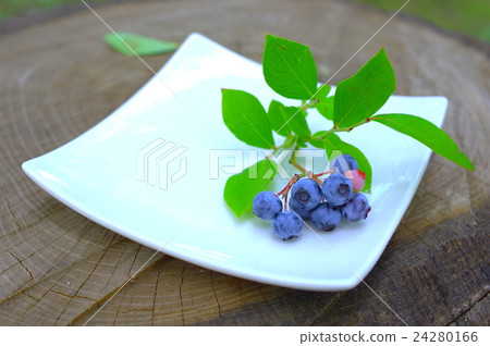 收穫的藍莓 收穫的藍莓 24280166