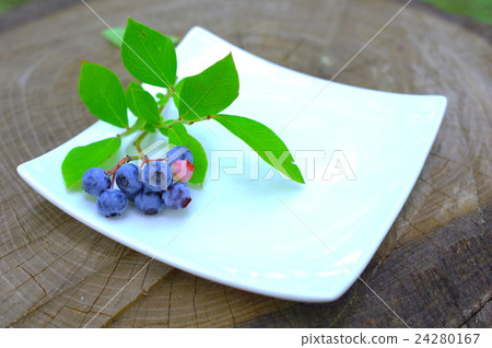 收穫的藍莓 收穫的藍莓 24280167