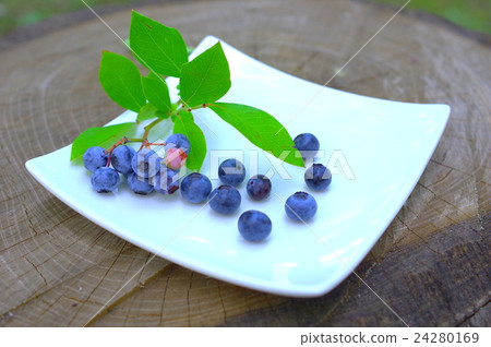 新鮮採摘的藍莓 新鮮採摘的藍莓 24280169