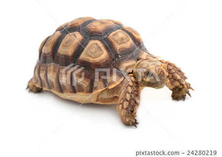 African spurred sulcata Tortoise 24280219
