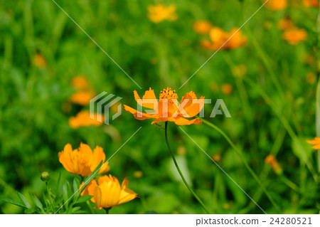 Kivanacosmos Kivanacosmos 24280521
