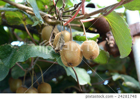 Kiwifruit richly grown Kiwifruit richly grown 24281748