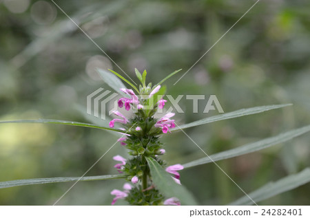 Mekhba·眉毛花 24282401