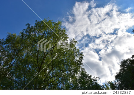 Sky and tree Sky and tree 24282887