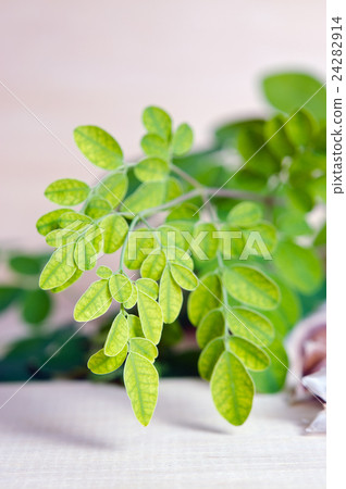 Moringa leaf on wooden board background 24282914