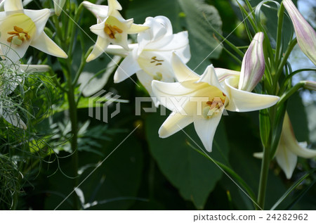 Lily Takasago Yuri Takasago 24282962