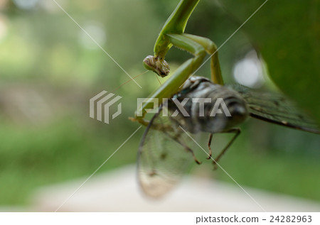 Mantisemi·Ming-Min毛蟲捕撈·Okamakiri·Otake 24282963