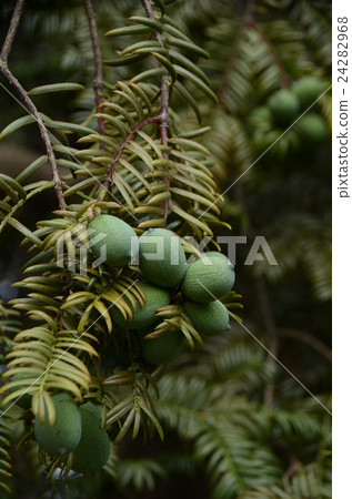 卡亞和松鼠樹的果實 24282968