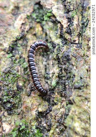 Yasuda，Maoto 24282971