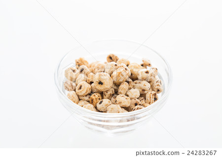 老虎堅果白背 24283267