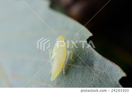 Larvae of Lepidoptera, Longhui 24283303