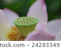 蓮花 24283349