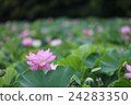 蓮花 24283350