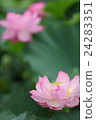 蓮花 24283351