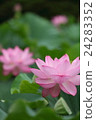 蓮花 24283352