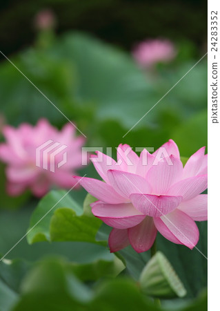 蓮花 24283352