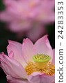 蓮花 24283353