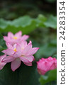 蓮花 24283354