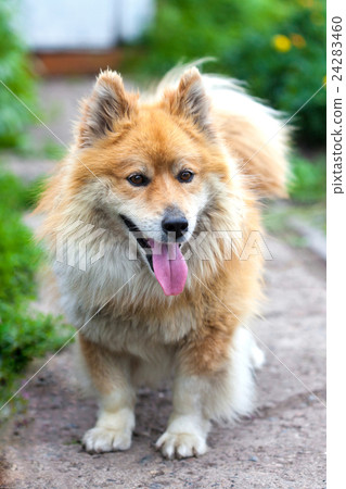 Funny little dog looking up 24283460