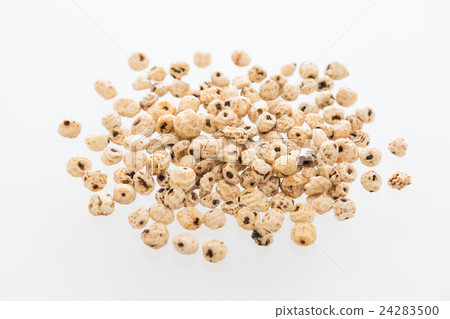 老虎堅果白背 24283500