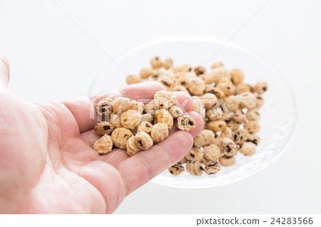 老虎堅果白背 24283566