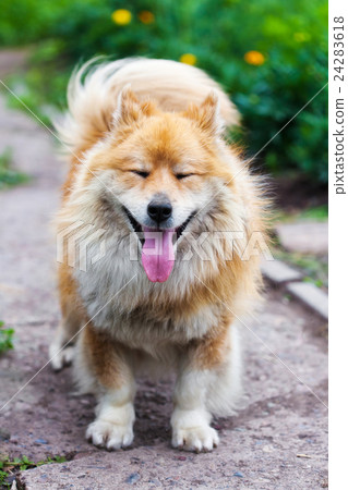 Funny little dog looking up 24283618