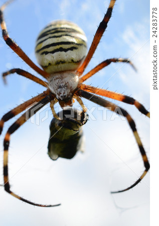 Naga Koganegumo / Long Golden Spider during Predation 24283778