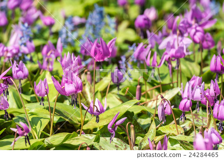 Katakuri集團 24284465