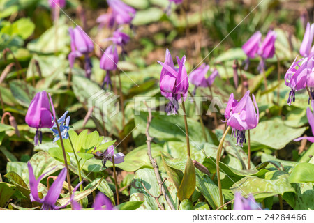 Katakuri集團 Katakuri集團 24284466