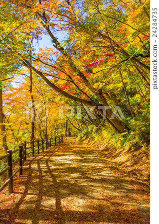 [Miyagi Prefecture] Autumn leaves of Naruko Gorge 24284735