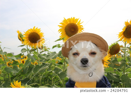 Oshiro's face pudding Oshiro's face pudding 24284791