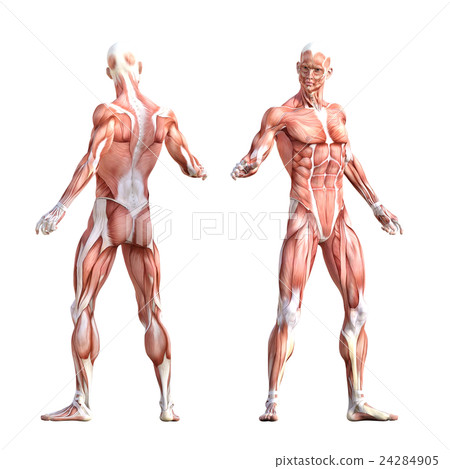 男性肌肉標本人體標本perming3DCG插圖素材 男性肌肉標本人體標本perming3DCG插圖素材 24284905