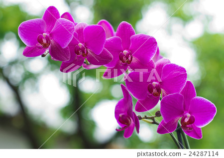 orchid flower with green i 24287114