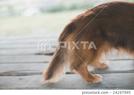 毛小孩 毛孩 寵物 24287995