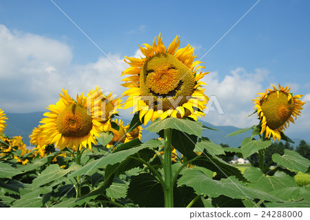 安曇野的向日葵 安曇野的向日葵 24288000