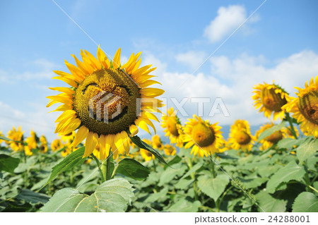 安曇野的向日葵 24288001