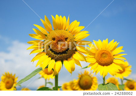 Sunflower of Azumino 24288002