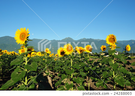 安曇野的向日葵 安曇野的向日葵 24288003