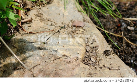 Concatenation of monocasmone 24288078